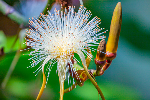 Calliandra haematocephala Albaor white powder-puff hawaiian flower blooming.