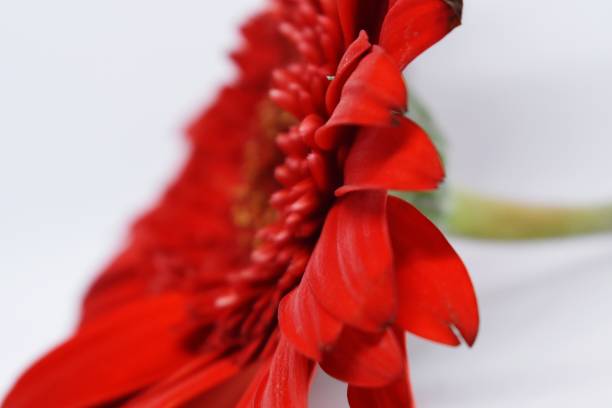 istock Snap of flower in white background 1355113893
