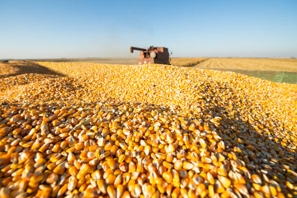 istock Combine harvester harvesting corn at twilight 1355114987