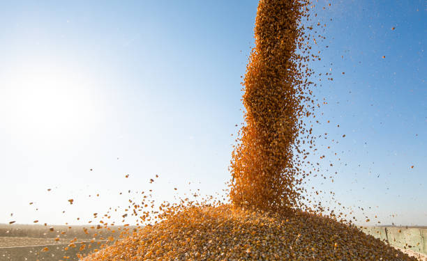 istock Grain auger of combine pouring corn into tractor trailer 1355114991