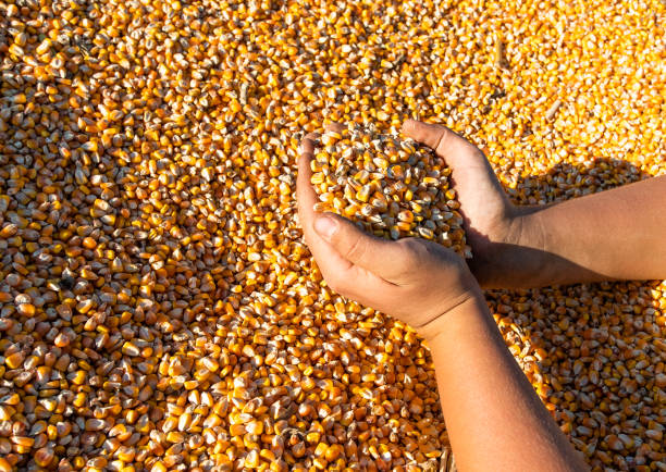 istock Farmer holding corn grains in his hands in tractor trailer after 1355115009