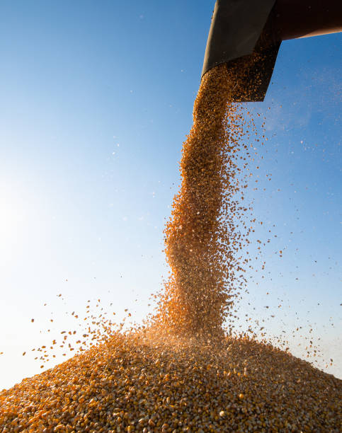 istock Grain auger of combine pouring corn into tractor trailer 1355115012