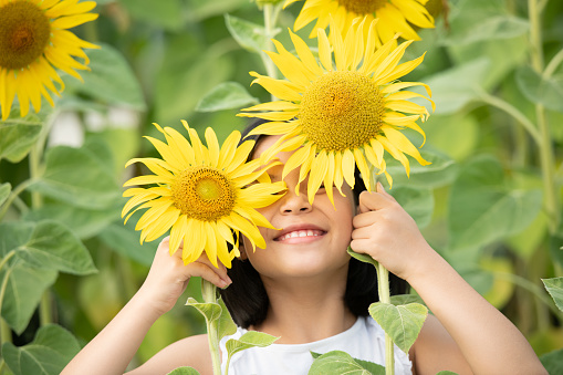 happy little asian girl having fun among blooming sunflowers under the gentle rays of the sun. child and sunflower, summer, nature and smiling. summer holiday. little girl plays with sunflowers.