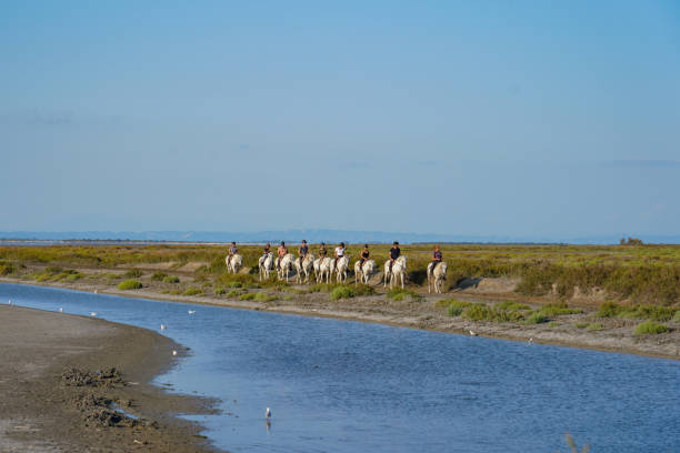 são rafael - camargue saintes maries de la mer bodies of water landscapes - fotografias e filmes do acervo