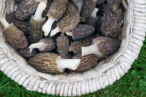 Edible spring mushrooms