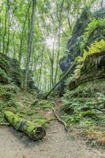 istock Moss covered tree trunk on the ground between two sandstone formations, sun rays infiltrating the green foliage of the trees 1355119327