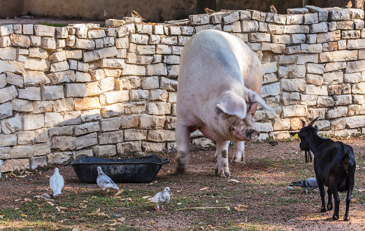 A pig turns to look at a goat.