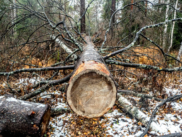 istock sawn trunk of a fallen old tree 1355119595