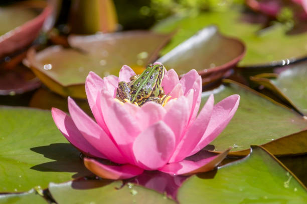 istock pond with pink water lilies and a frog 1355120593