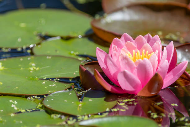 istock pond with pink water lilies and a frog 1355120696