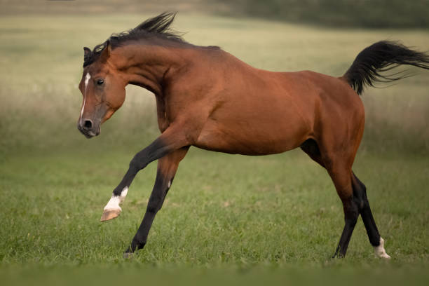 istock Bay arabian stallion in the wild 1355120729