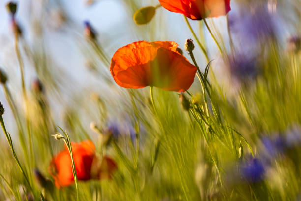 istock beautiful summer meadow filled with flowering poppies 1355120863