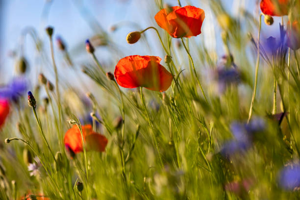 istock beautiful summer meadow filled with flowering poppies 1355120875