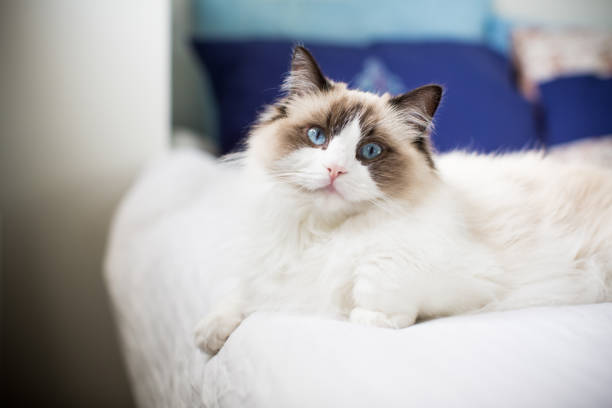 istock Young beautiful purebred Ragdoll cat at home 1355121127