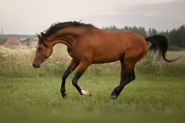 istock Bay arabian stallion in the wild 1355121160