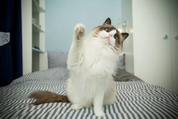 Young healthy beautiful purebred Ragdoll cat, on the bed