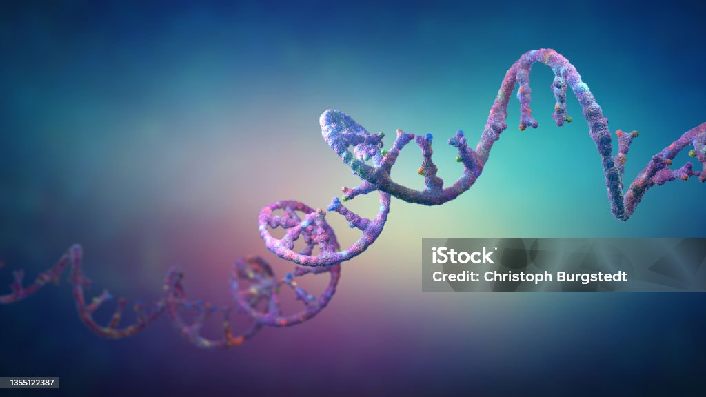 Ribonucleic acid strands consisting of nucleotides - 3d illustration Ribonucleic acid strands consisting of nucleotides important for protein bio-synthesis - 3d illustration RNA Stock Photo