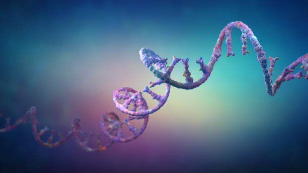 нити рибонуклеиновой кислоты, состоящие из нуклеотидов - 3d иллюстрация - human rna стоковые фото и изображения