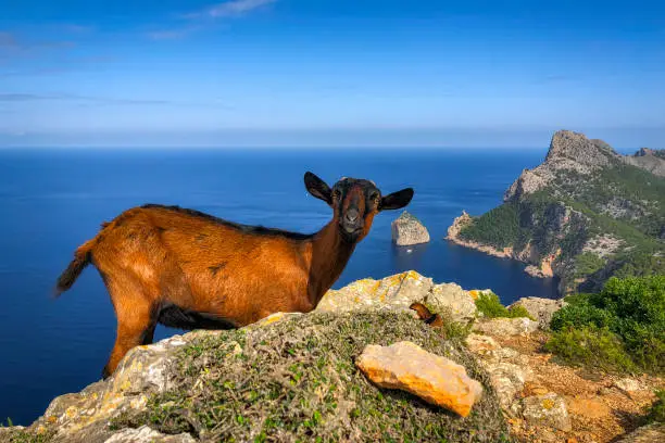 Photo of Mountain range Serra de Tramuntana with Mountain goat near the Cap Formentor on Spanish Balearic island of Majorca / Spain