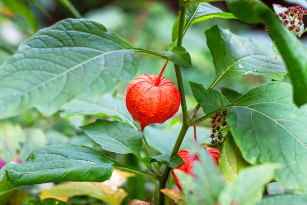 森の中の赤い中国のランタン(フィサリス・フランチェティ)植物。緑葉背景上のフィサリスの枝 - gooseberry fruit growth green ストックフォトと画像