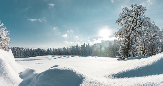 Idyllic wintry scenery in the park after a heavy snowfall.