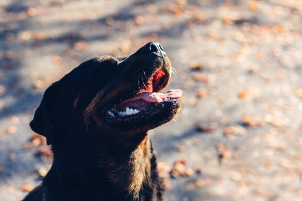 istock Dog Waiting For Food 1355126918