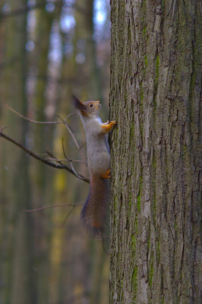 istock a red squirrel in the park in late fall 1355127615