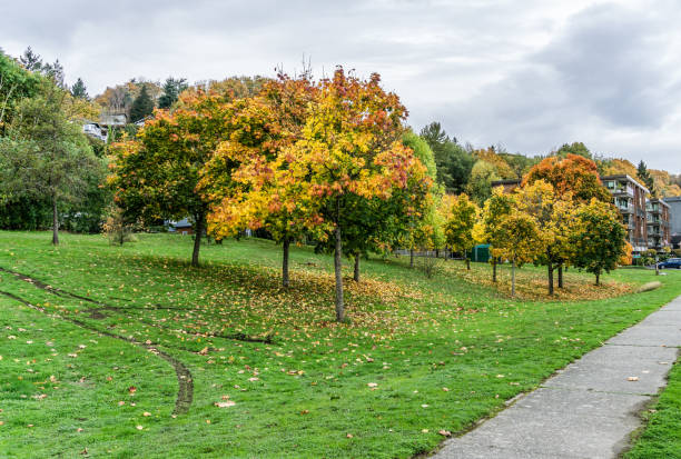 istock West Seattle Park Autumn Trees 1355127648