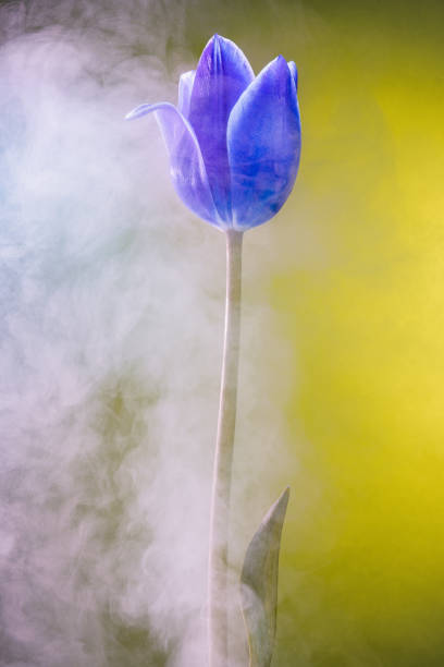 fantasía abstracta con tulipán azul en luz de color y niebla o humo - scented smoke single flower flower fotografías e imágenes de stock