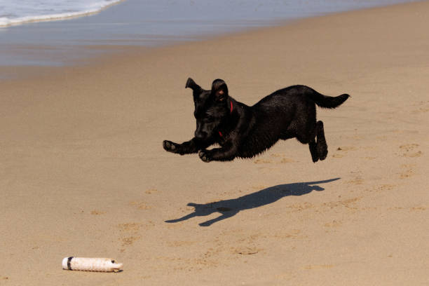 Black Labrador retriever dog