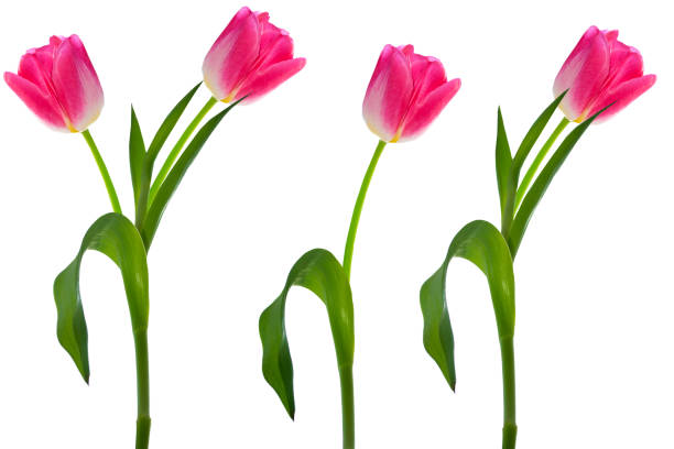 istock Bright flowers isolated on white background. 1355128581