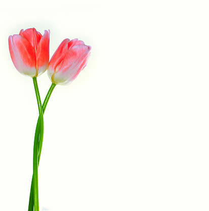 Two pink flowers. Greeting card. spring flowers tulips isolated on white background. floral collection.