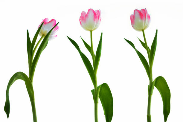 istock Bright flowers isolated on white background. 1355128584