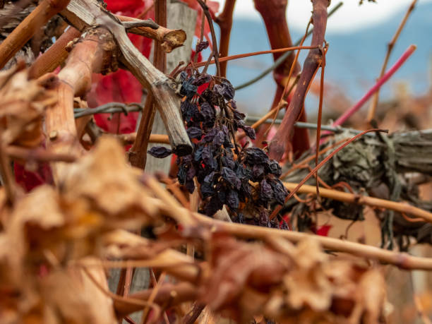 istock Autumn vineyard in Crimea 1355128687