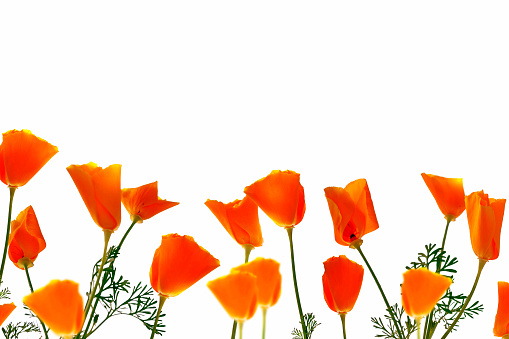 Colorful autumn flowers of escholzia  on a white background. floral composition.