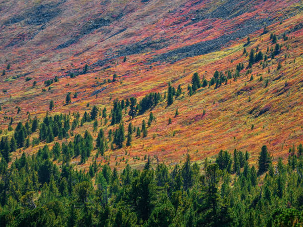 istock Red autumn mountain slope with coniferous forest. 1355128866