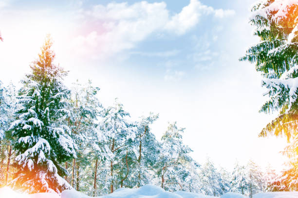 istock Frozen winter forest with snow covered trees. 1355129315