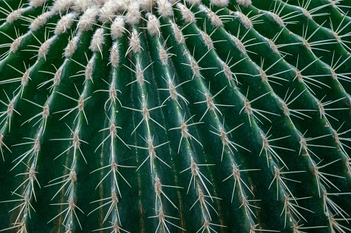 Green prickly cactus closeup with arid rock