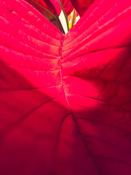 istock A beautiful red house plant in bloom. 1355130263