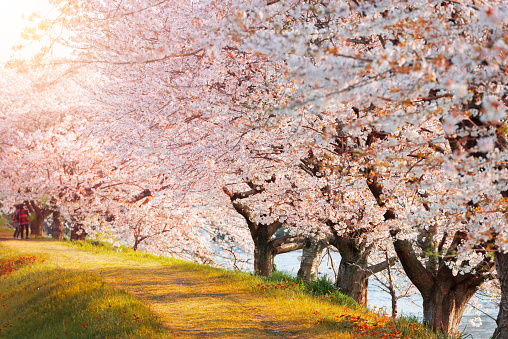 Urui River, Shizuoka, Japan lined with cherry trees in spring season.