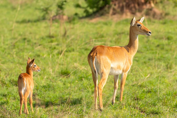 istock A baby kob with his mother (Kobus kob), Murchison Falls National Park, Uganda. 1355132003