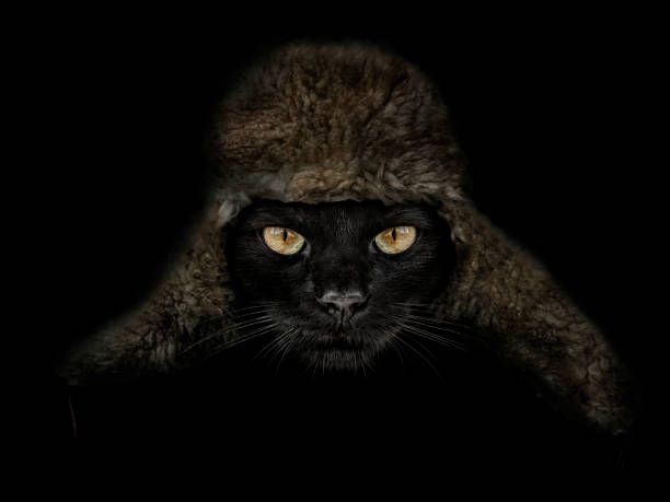 istock muzzle of a black cat in a hat with earflaps 1355133045