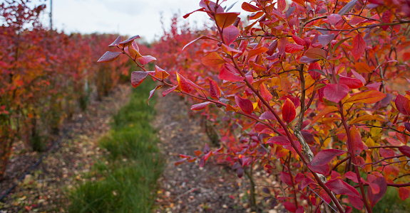 Blueberry fruit orchard , food plantation -  rows of high blueberry bushes - Vaccinium corymbosum with red leaves in autumn.