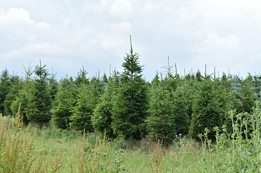Christmas trees,  pine fir trees, lined up in a row in a field outside in winter.  with grass in front and a cloudy blue dramatic sky background