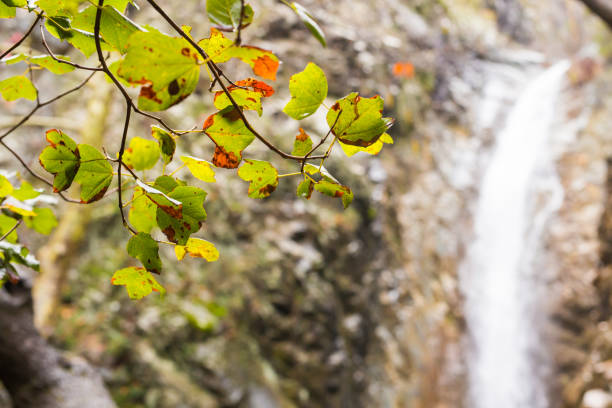 istock beautiful waterfall in forest, autumn landscape 1355133560