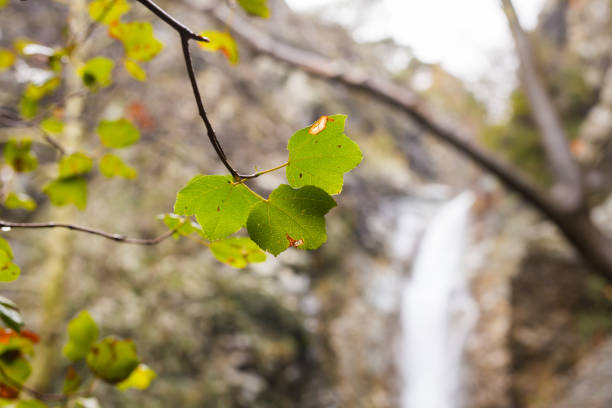beautiful waterfall in forest, autumn landscape