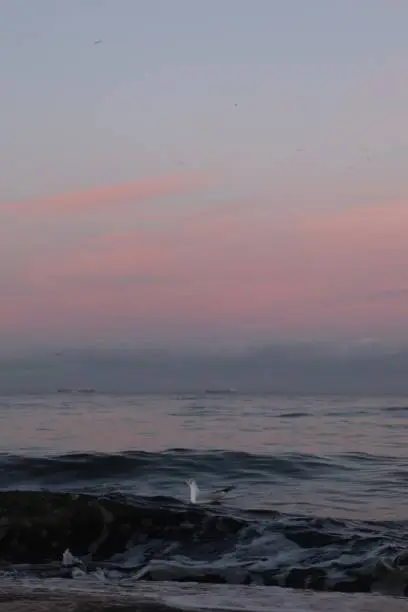 Photo of lonely tern