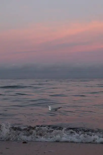 Photo of lonely tern