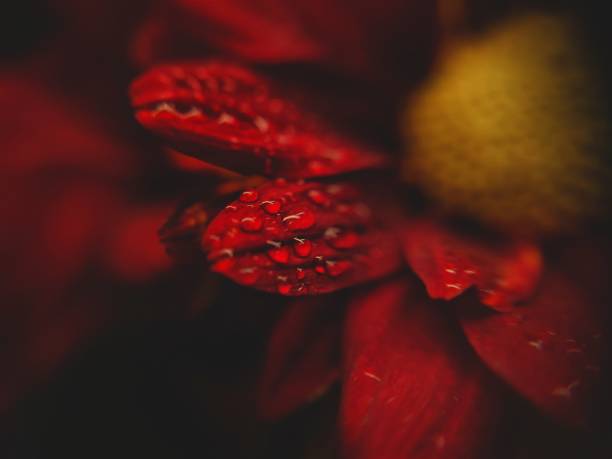 Every pixel is important in order to see a clear macro picture.