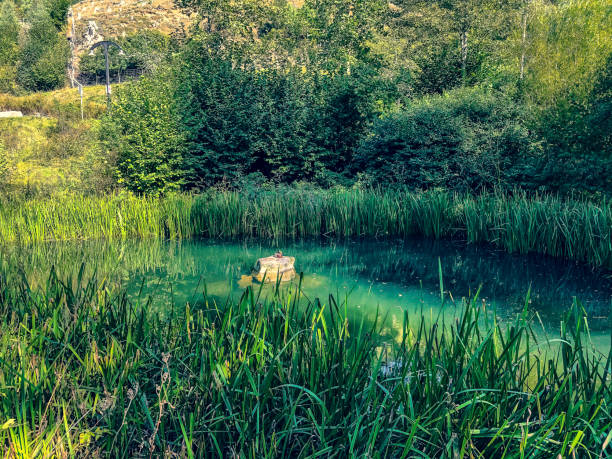A duck on a stone in a pond.